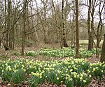 Daffodils in Ambarrow Court - geograph.org.uk - 709473